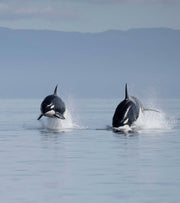 The Great Pacific Herring Spawn
