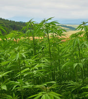 Hemp