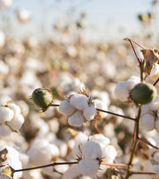 Organic Cotton
