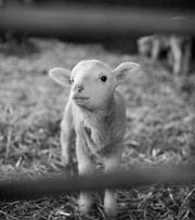 Lambing in Lockdown